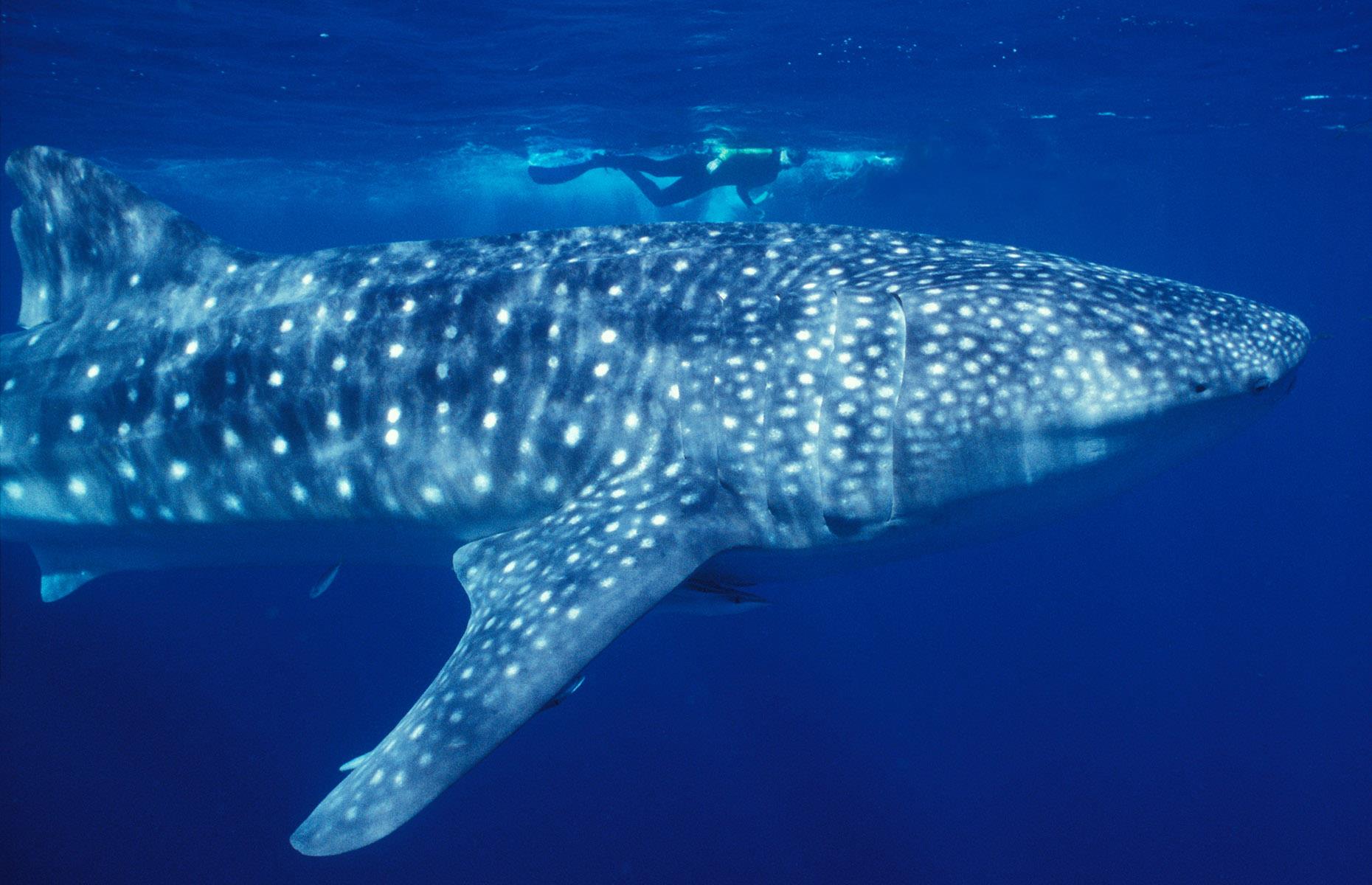 28: Snorkelling with whale sharks